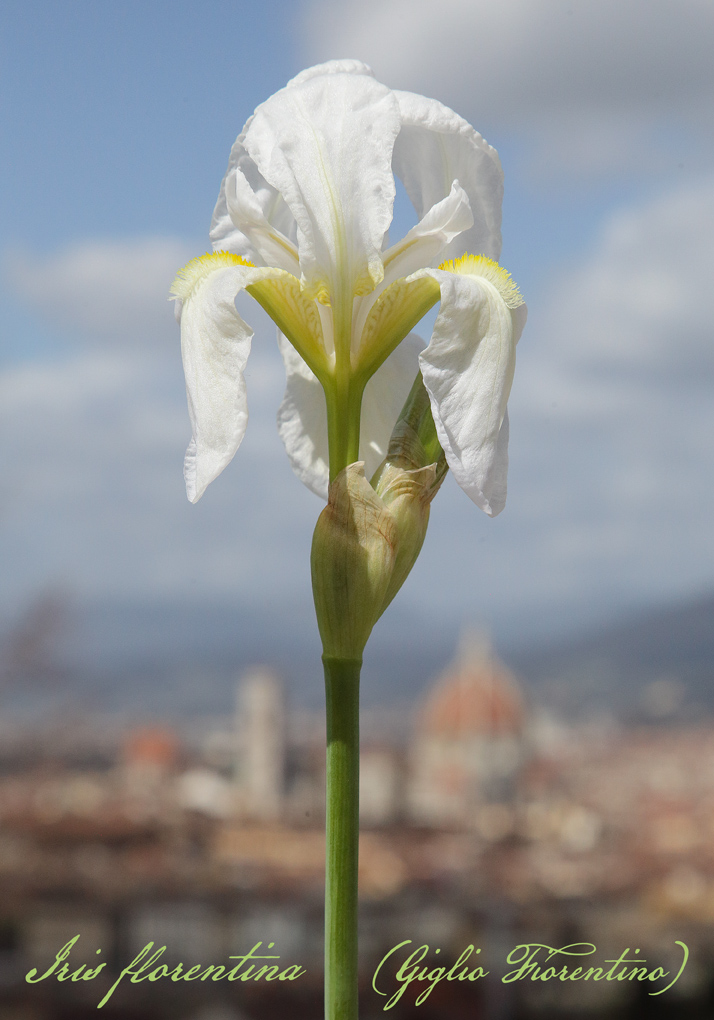 fiore di Iris florentina con sullo sfondo il panorama di Firenze con la Cattedrale di Santa Maria del Fiore