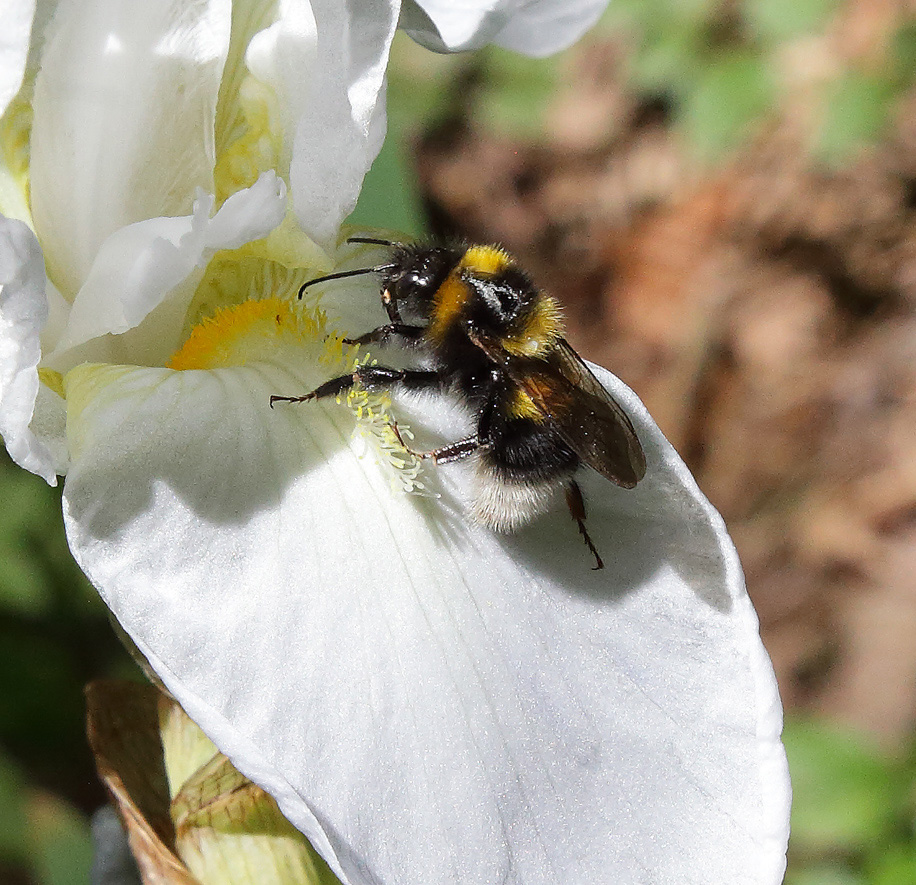 fiore di Iris florentina L. con un bombo sulla barba