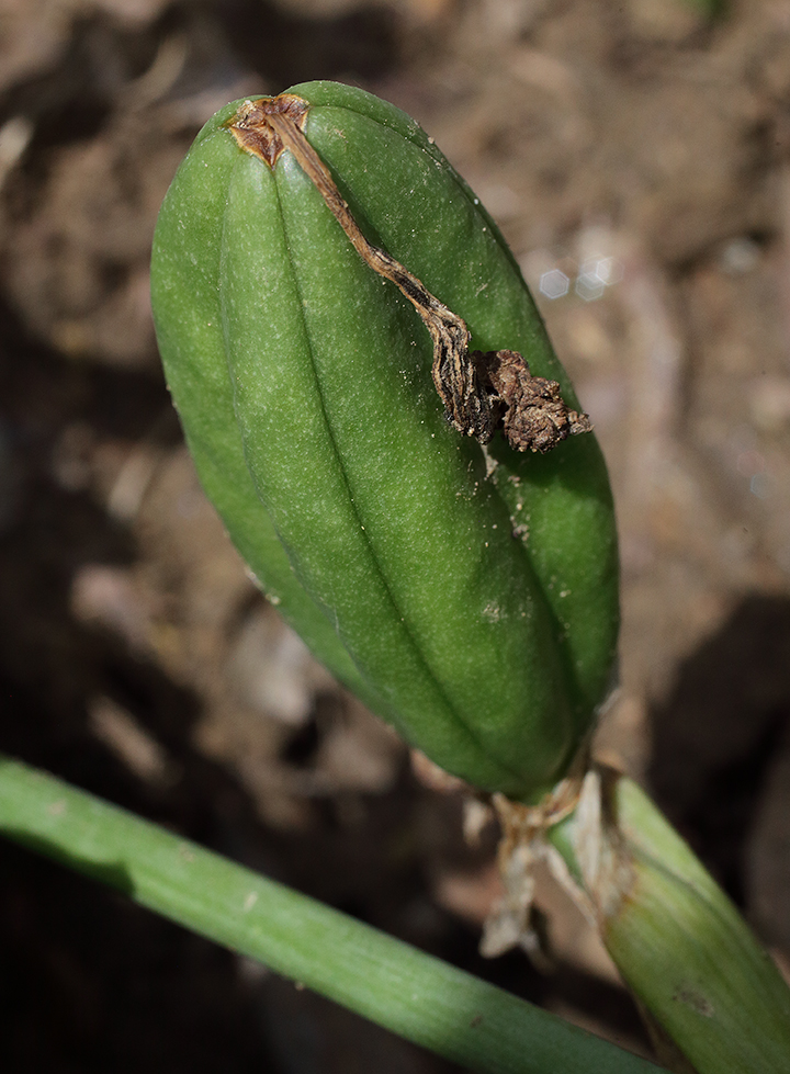 capsula verde vivido percorsa da 6 solchi longitudinali con in cima una sorta di pennacchietto secco costituito dalle lacinie ormai secche del fiore