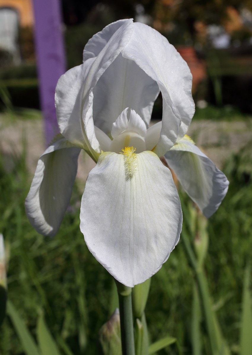 fiore di Iris florentina L.