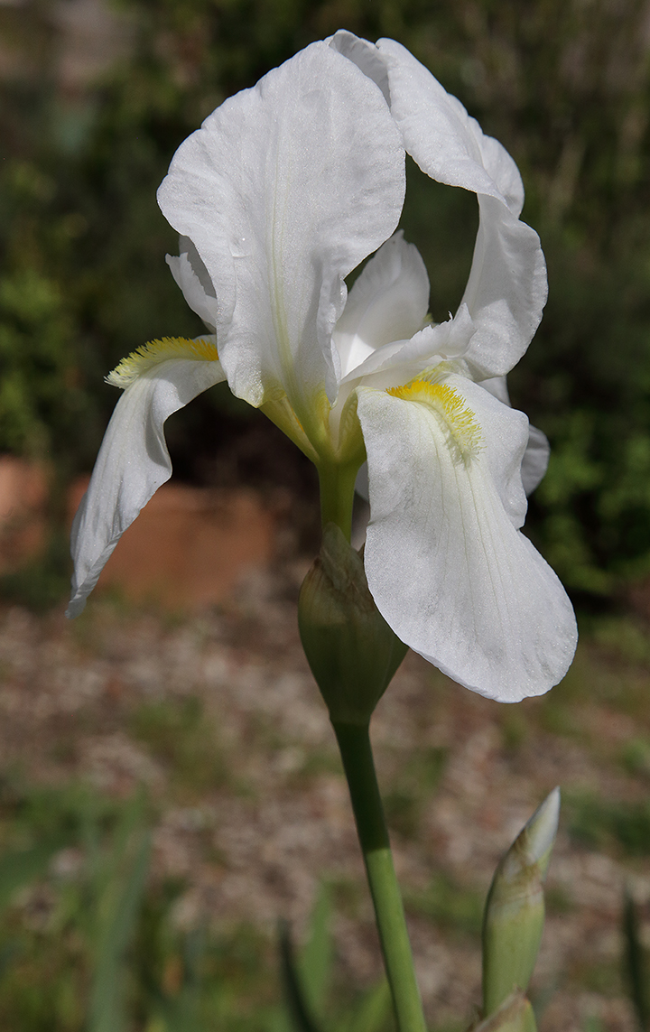fiore di Iris florentina L.