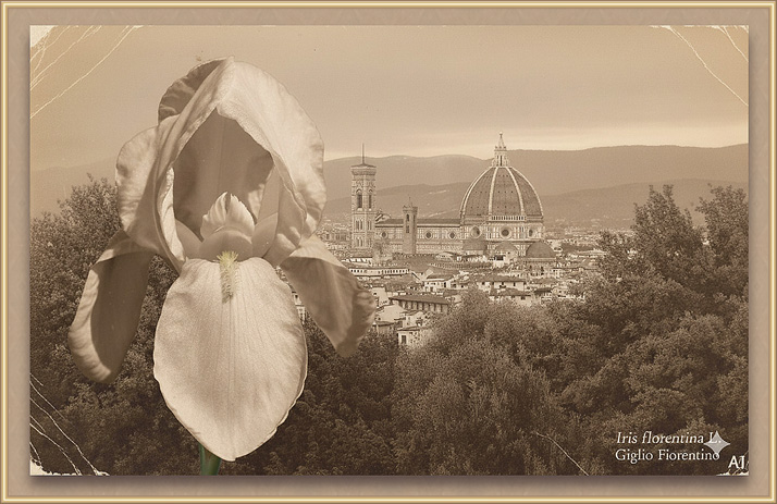 fiore di Iris florentina con sullo sfondo il panorama di Firenze con la Cattedrale di Santa Maria del Fiore - elaborazione AI da foto originali