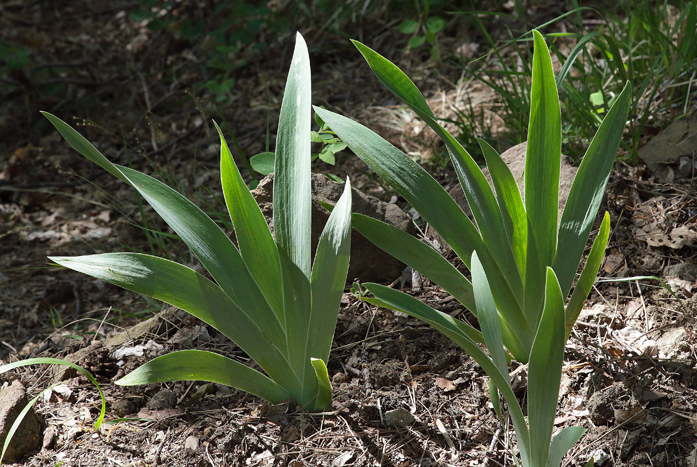foglie di 3 piante di Iris florentina L.