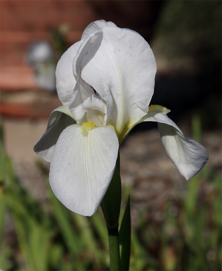 fiore di Iris florentina L.