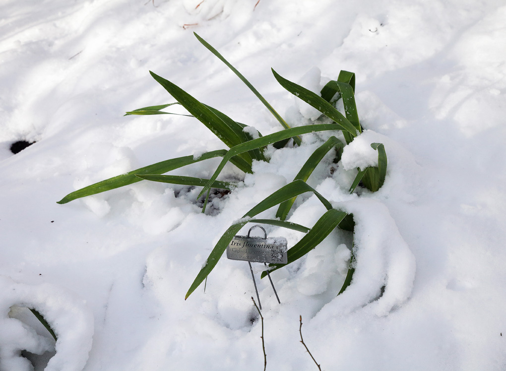 foglie di piante di Iris florentina L. semi sommerse dalla neve