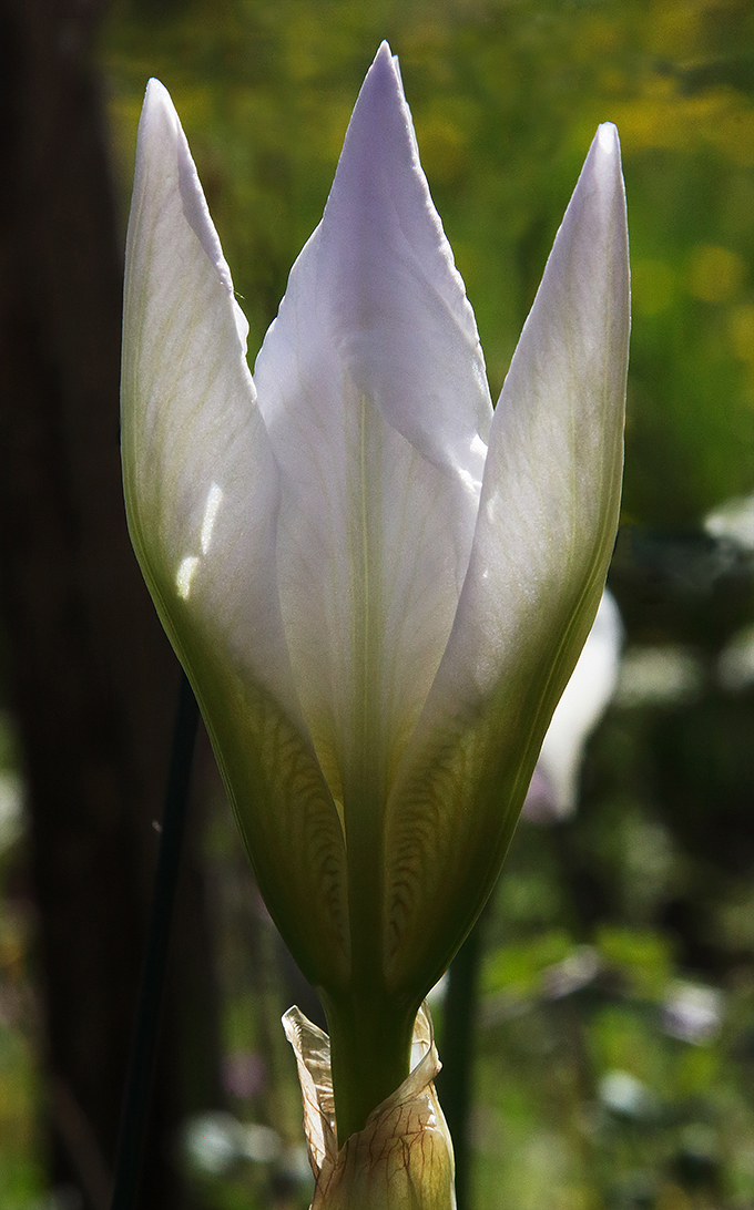 fiore in sboccio con le tipiche 3 punte