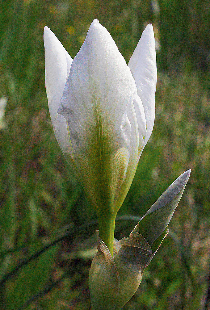 fiore in sboccio con le tipiche 3 punte