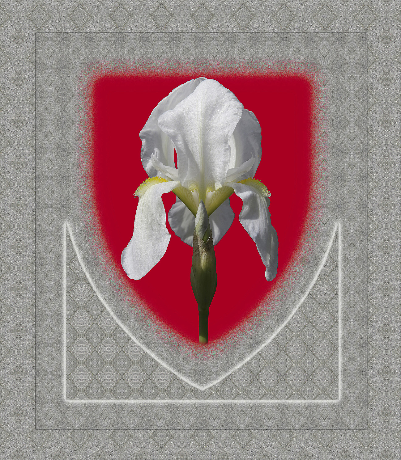 Iris florentina L. - Giglio Fiorentino